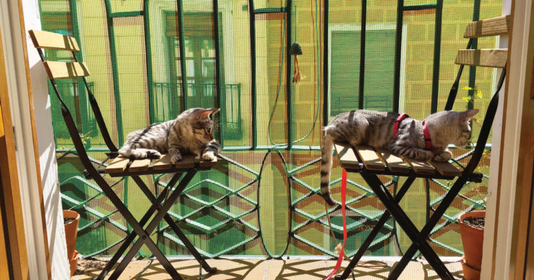 Cats on balcony